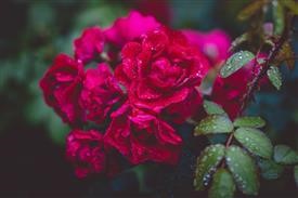 &quot;Flower Delivery Tucson Az 85718